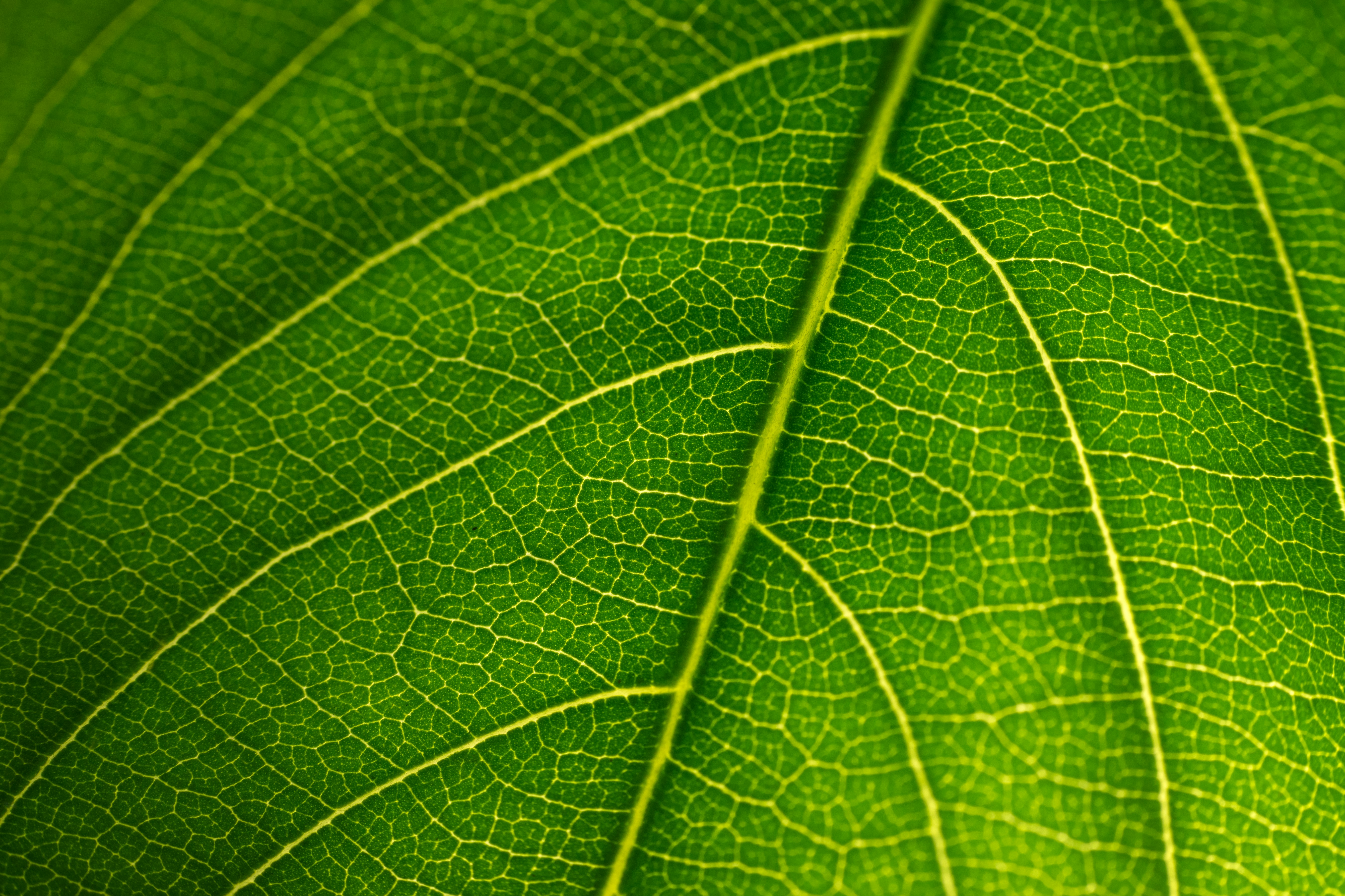 Green leaf close-up representing carbon markets